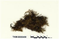 藏品(大羽苔)的圖片